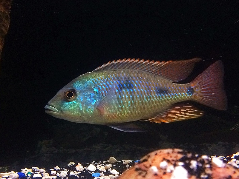 Otopharynx tetrastigma